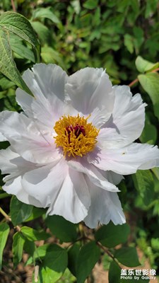 再來一次白牡丹花