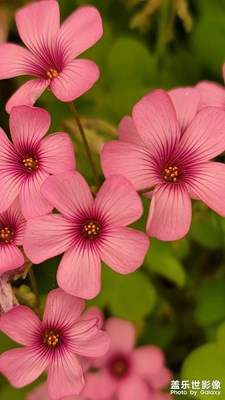 辦公室門前的小花