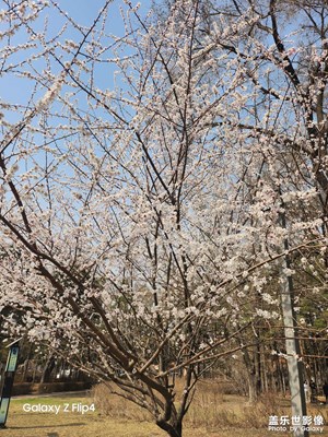 【四月物語】+桃杏