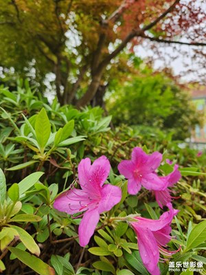 【四月物語】+春天在哪里