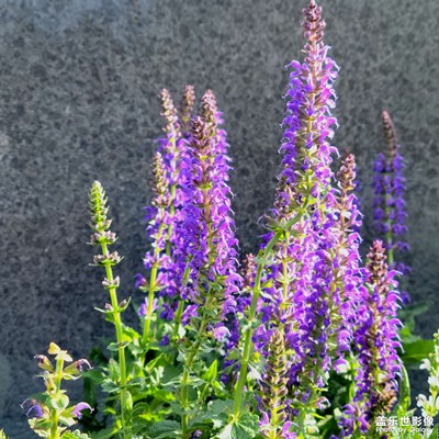 【四月物語】路邊小花