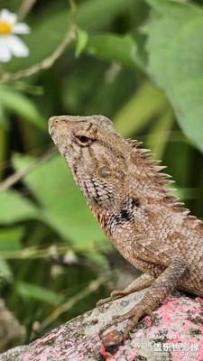 偶遇海南雷公馬