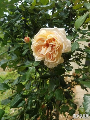 【四月物語】 花開