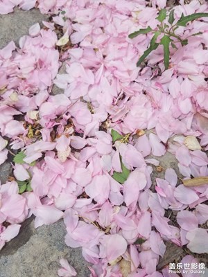 【四月物語】化作春泥更護花