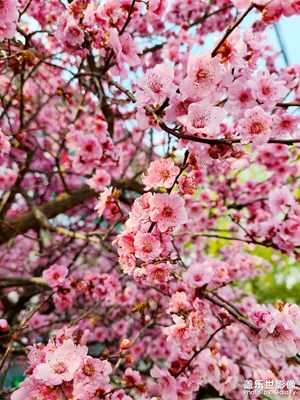 四月物語+花花的世界