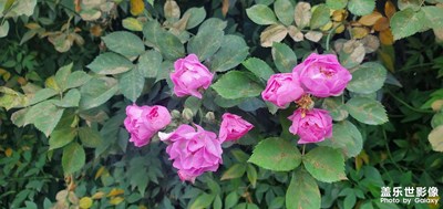 薔薇