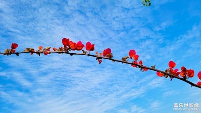 晴與紅