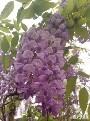 【四月物語(yǔ)】紫藤花開(kāi)