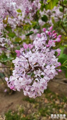 【四月物語】姹紫嫣紅又一春