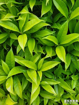 【四月物語(yǔ)】綠色