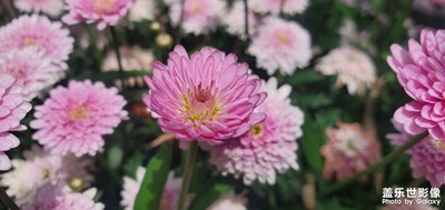 雛菊？