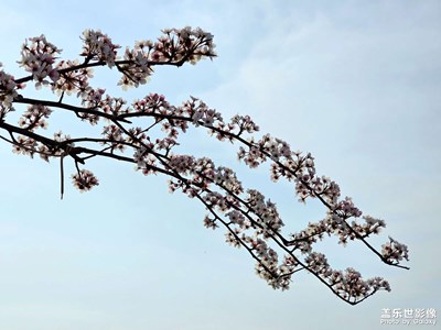 梨花節(jié)上看梨花