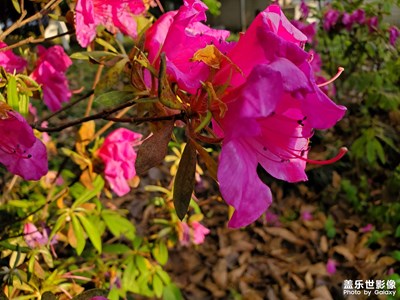 【四月物語】四月芳菲