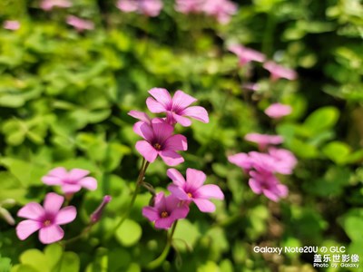 隨拍樓下的小花