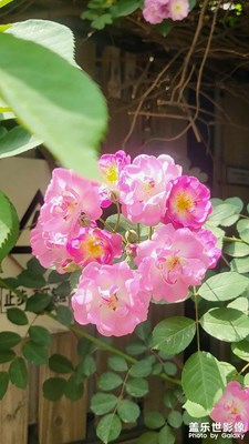 身邊的花花。