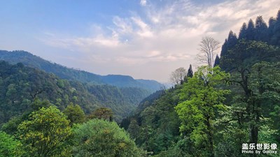 【四月物語(yǔ)】+龍蒼溝疊翠溪瀑布&大石壩鴿子花