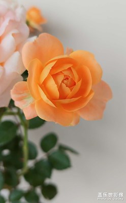 【相約春天】百花盛開(kāi)