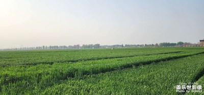 一望無(wú)際的麥田