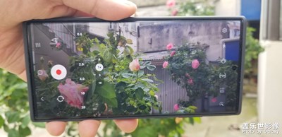 日常隨拍之（小院花開）