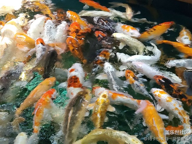 【活動回顧】游海洋樂園&可愛動物攝影