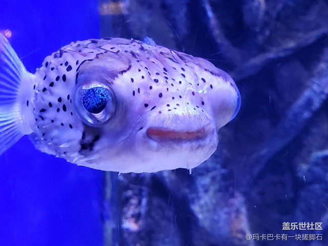 【活動回顧】游海洋樂園&可愛動物攝影