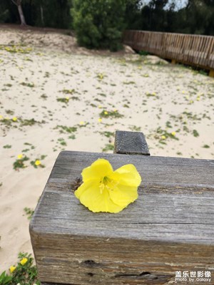 故事的小黃花，