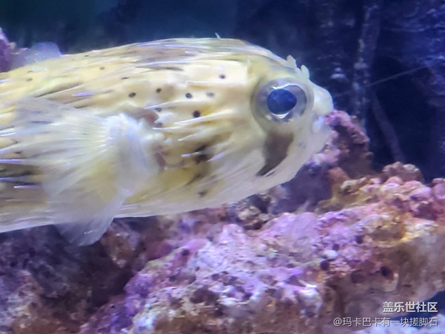 【活動回顧】游海洋樂園&可愛動物攝影
