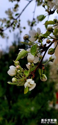 梨花帶雨
