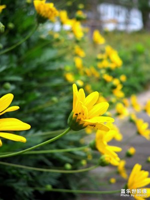 任務(wù)帖，拍幾張小花