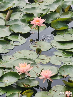 【相約春天】春池焉韻