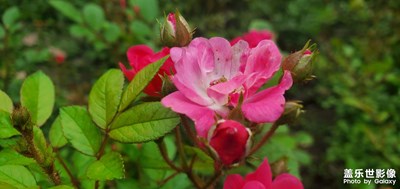 薔薇