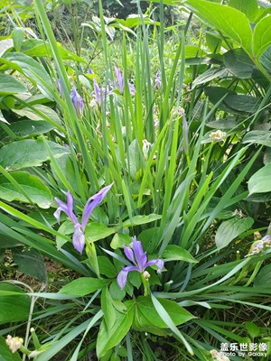 【相約春天】花落花開(kāi)