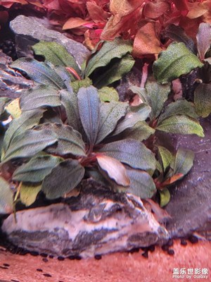 【相約春天】家中小景