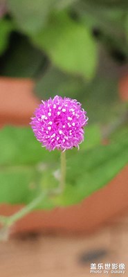 【相約春天】+隨處可見一點紅