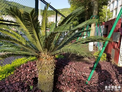 【相約春天】春滿校園