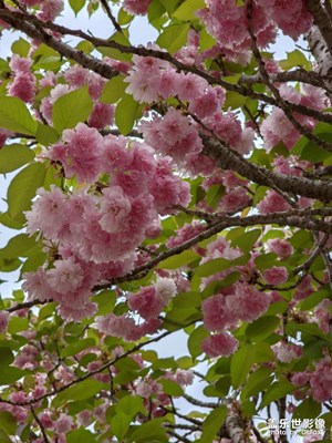 【至生活】思鄉(xiāng)