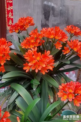 西瓜味的夏天，浪漫的讓人想沉睡一整個(gè)青春