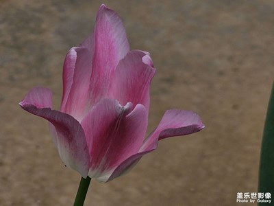狂風(fēng)暴雨前的花兒