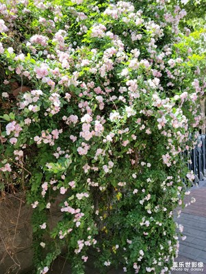 【至生活】隨處可見的浪漫