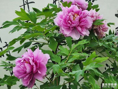 【至生活】+無(wú)奈之舉