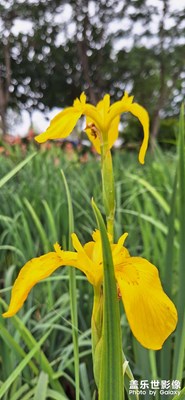 花和蜂的雙向奔赴，結(jié)出了蜜的甜