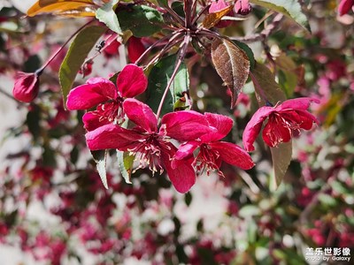 【至生活】垂絲海棠