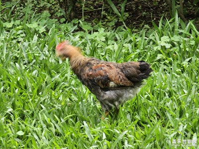 【我的五一】+曉港公園生物篇