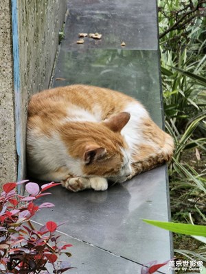 【我的五一】+曉港公園懶貓