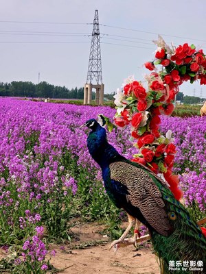 三星Galaxy S23 Ultra拍攝「孔雀」