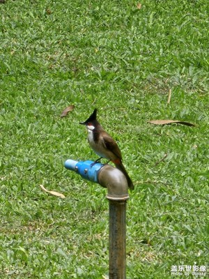 【我的五一】+曉港公園鳥類篇