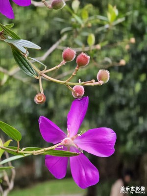 【我的五一】+巴西野牡丹