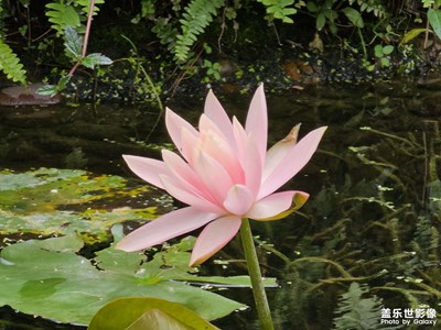 【我的五一】+曉港公園風(fēng)景篇