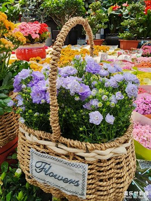 【五一隨拍】五一逛花市