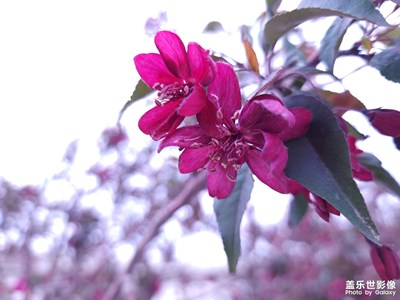 【我的五一】盛開的垂絲海棠